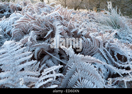 Bracken lascia coperto di brina su freddo e gelido inverno mattina nel dicembre meteo prima di Natale in Carmarthenshire Dyfed Regno Unito Galles KATHY DEWITT Foto Stock