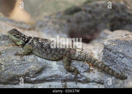 Lo Zoo Whipsnade: deserto spinoso lizard (Sceloporus magister). Foto Stock