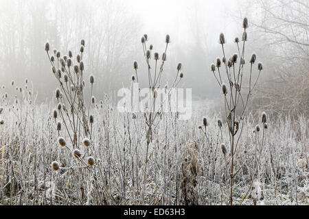 Glasgow, Scotland, Regno Unito. 29 dic 2014. Un rapido durante la notte caduta in temperatura a meno 4C ha creato modelli da favola con trasformata per forte gradiente brina sulle teste teasel. Credito: Findlay/Alamy Live News Foto Stock