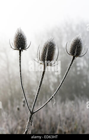 Glasgow, Scotland, Regno Unito. 29 dic 2014. Un rapido durante la notte caduta in temperatura a meno 4C ha creato modelli da favola con trasformata per forte gradiente brina sulle teste teasel. Credito: Findlay/Alamy Live News Foto Stock