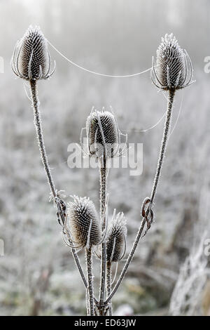 Glasgow, Scotland, Regno Unito. 29 dic 2014. Un rapido durante la notte caduta in temperatura a meno 4C ha creato modelli da favola con trasformata per forte gradiente brina sulle teste teasel. Credito: Findlay/Alamy Live News Foto Stock