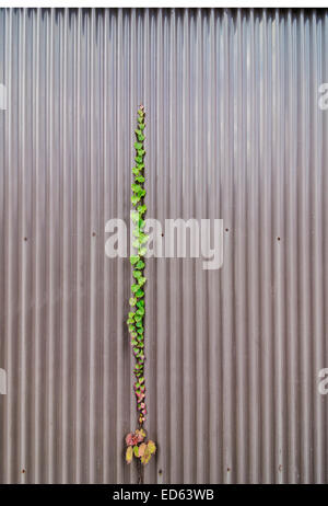 Unica vite di Edera crescendo in su una recinzione all'inizio dell'Autunno Foto Stock