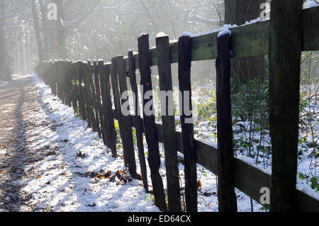 Moorgreen, Nottinghamshire, Regno Unito. Il 29 dicembre, 2014. Regno Unito: Meteo temperature di congelamento e di una forte luce solare illumina Moorgreen boschi ,ideale per una passeggiata nel pomeriggio . Credito: IFIMAGE/Alamy Live News Foto Stock