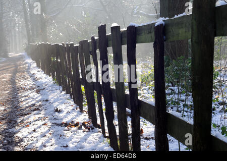 Moorgreen, Nottinghamshire, Regno Unito. Il 29 dicembre, 2014. Regno Unito: Meteo temperature di congelamento e di una forte luce solare illumina Moorgreen boschi ,ideale per una passeggiata nel pomeriggio . Credito: IFIMAGE/Alamy Live News Foto Stock