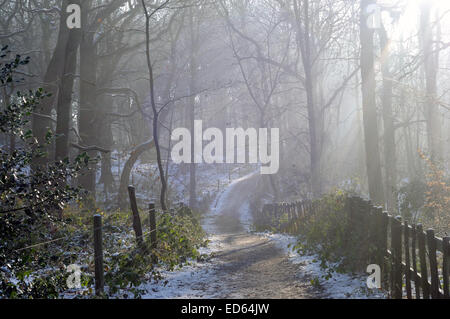 Moorgreen, Nottinghamshire, Regno Unito. Il 29 dicembre, 2014. Regno Unito: Meteo temperature di congelamento e di una forte luce solare illumina Moorgreen boschi ,ideale per una passeggiata nel pomeriggio . Credito: IFIMAGE/Alamy Live News Foto Stock