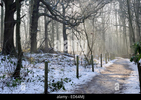 Moorgreen, Nottinghamshire, Regno Unito. Il 29 dicembre, 2014. Regno Unito: Meteo temperature di congelamento e di una forte luce solare illumina Moorgreen boschi ,ideale per una passeggiata nel pomeriggio . Credito: IFIMAGE/Alamy Live News Foto Stock