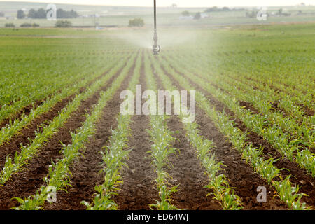 Agricola e sistema di irrigazione irrigazione di un campo di mais Foto Stock