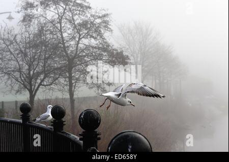 Glasgow, Scotland, Regno Unito. 29 dic 2014. Un gabbiano decolla in una nebbiosa Glasgow Green Credito: Tony Clerkson/Alamy Live News Foto Stock