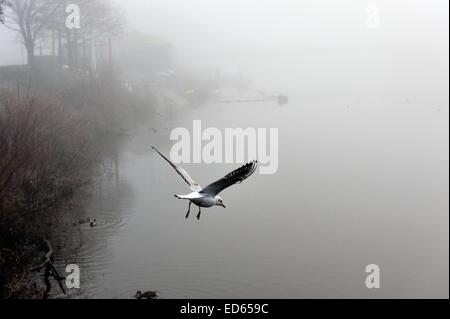 Glasgow, Scotland, Regno Unito. 29 dic 2014. Un gabbiano decolla in una nebbiosa Glasgow Green Credito: Tony Clerkson/Alamy Live News Foto Stock