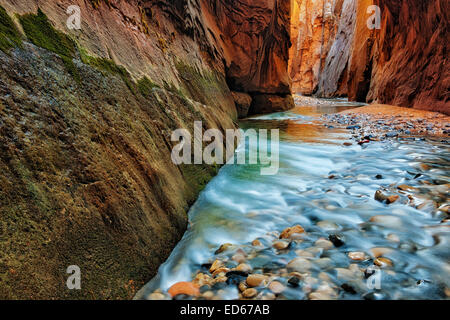 Luce riflettente si illumina le pareti di pietra arenaria della si restringe come il fiume vergine precipita attraverso Utah's Zion National Park. Foto Stock