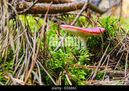 Il vomito russula emetica Russula fungo nella foresta Foto Stock