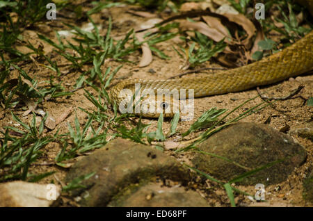 Un ratto slithering snake in movimento sul suolo. Foto Stock