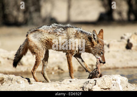 Black backed jackal Canis mesomelas con la preda di un Namaqua Sandgrouse bird Kgalagadi transfrontaliera Parco Nazionale del Sud Africa Foto Stock