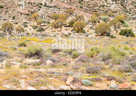 Fiori selvatici primaverili e quiver tree, Aloidendron dichotomum Aloe dichotoma aka kocurboom Geogap Riserva Naturale, Springbok, Namaqualand, Capo del Nord Foto Stock