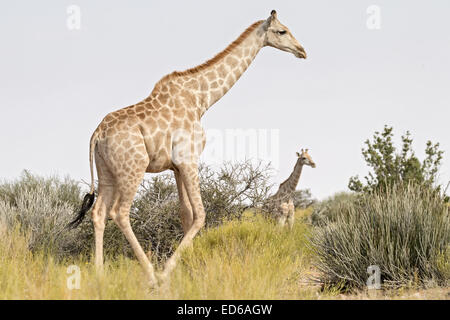 Mucca adulta con giraffe di vitello, Augrabies Falls National Park, Namaqualand, Northern Cape, Sudafrica Foto Stock