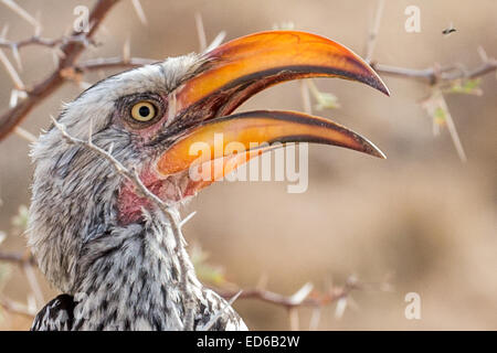 bolletta gialla del sud, Tockus leucomelas, Kgalagadi TransFrontier Park, Sudafrica Foto Stock