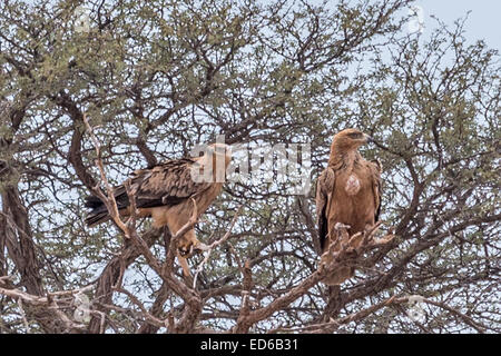 Aquila Rapax, Parco di Kgalagadi TransFrontier, Sudafrica Foto Stock