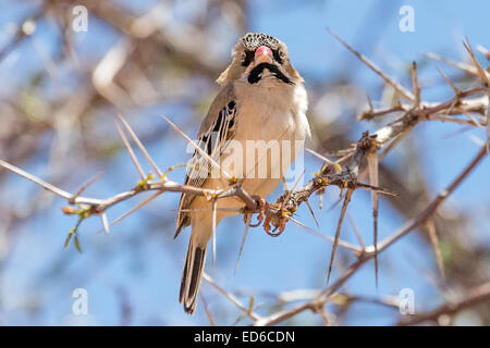 Tessitore con piume scaly, Sporopies squamifrons, conosciuto anche come la finca con piume scaly, seduto in un albero di acacia, deserto di Kalahari, Namibia Foto Stock