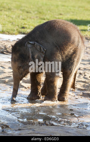 Baby elefante Asiatico Max gioca nel fango ed esplora i gelidi Watering Hole a ZLS Whipsnade nel Bedfordshire Foto Stock