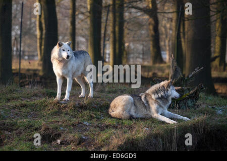 Due lupi grigi (Canis lupus) resto nel tardo pomeriggio di sole su un gelido giorno di dicembre. Foto Stock