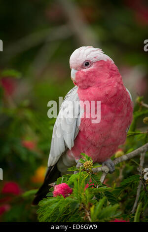 Un galah fotografate nello stato australiano del Queensland. Foto Stock