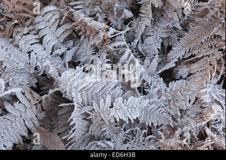 Heavy trasformata per forte gradiente di brina foglie di rivestimento fronde di bracken raffigurante il congelamento condizioni di ghiaccio Foto Stock