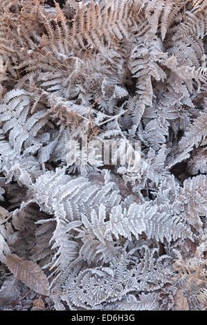 Heavy trasformata per forte gradiente di brina foglie di rivestimento fronde di bracken raffigurante il congelamento condizioni di ghiaccio Foto Stock