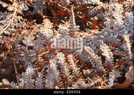 Heavy trasformata per forte gradiente di brina foglie di rivestimento fronde di bracken raffigurante il congelamento condizioni di ghiaccio Foto Stock