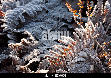 Heavy trasformata per forte gradiente di brina foglie di rivestimento fronde di bracken raffigurante il congelamento condizioni di ghiaccio Foto Stock