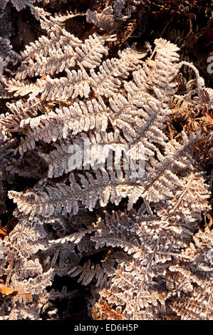 Heavy trasformata per forte gradiente di brina foglie di rivestimento fronde di bracken raffigurante il congelamento condizioni di ghiaccio Foto Stock