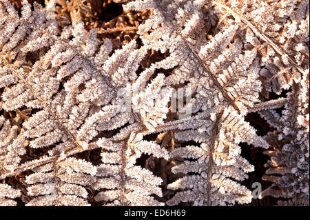 Heavy trasformata per forte gradiente di brina foglie di rivestimento fronde di bracken raffigurante il congelamento condizioni di ghiaccio Foto Stock