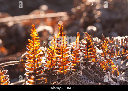 Heavy trasformata per forte gradiente di brina foglie di rivestimento fronde di bracken raffigurante il congelamento condizioni di ghiaccio Foto Stock