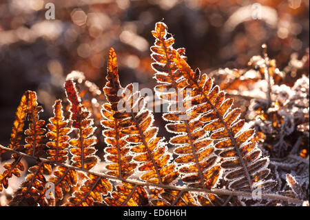 Heavy trasformata per forte gradiente di brina foglie di rivestimento fronde di bracken raffigurante il congelamento condizioni di ghiaccio Foto Stock