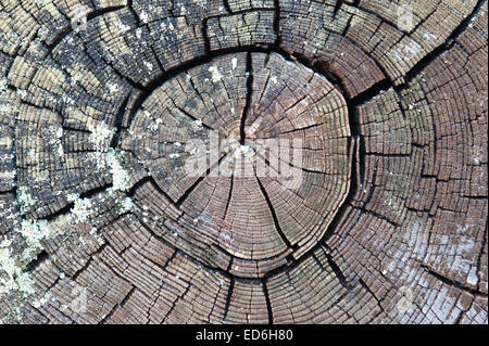 Vecchi castagni spiovente tronco di albero morto secche e screpolate forma attraverso raggi midollare anelli annuali utilizzato nella datazione di data e ora Foto Stock