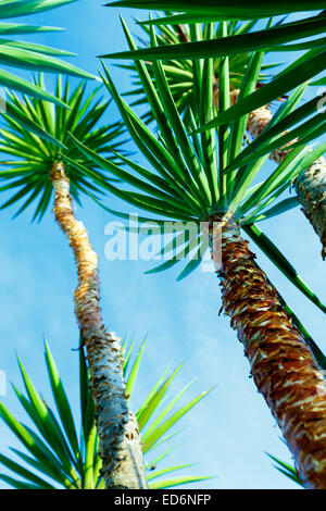 Tre rami di palme contro il cielo Foto Stock