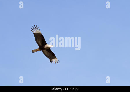 Caracara meridionale soaring sul vento in Patagonia, Argentina Foto Stock