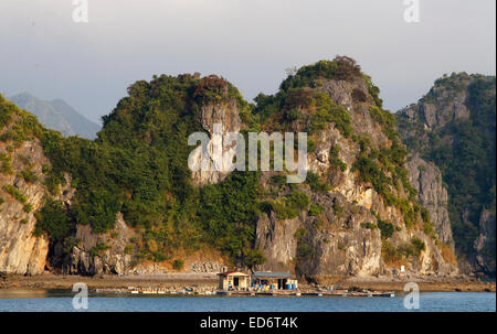 Floating allevamento ittico in Lan Ha Bay al largo della costa di Cat Ba Island, Vietnam Foto Stock