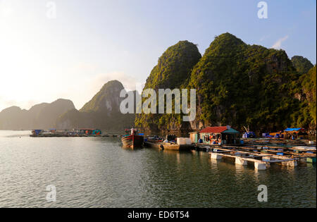 Floating allevamento ittico in Lan Ha Bay al largo della costa di Cat Ba Island, Vietnam Foto Stock