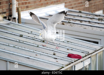 Aringa Gull scivola e scorre su un gelido tetto come si tenta di raggiungere il cibo in inverno REGNO UNITO Foto Stock