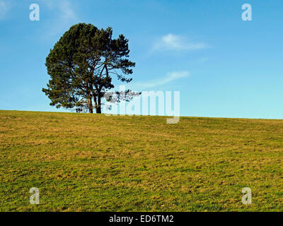 Due pini isolati sulla cima di una collina Cotswold vicino Hatherop, Gloucestershire Foto Stock