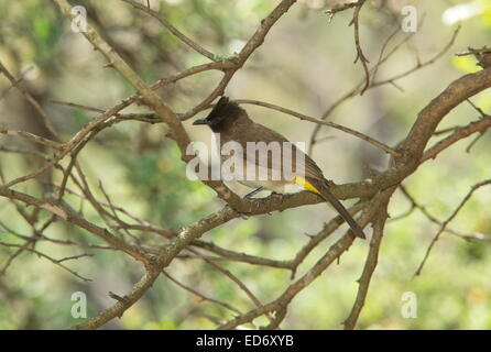 Dark-capped Bulbul, black-eyed Bulbul, Pycnonotus tricolore montagne Drakensberg, Sud Africa Foto Stock