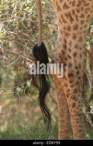 Nero distintivo con punta di coda di una giraffa camelopardalis Giraffa, nel Parco Nazionale di Kruger, Sud Africa Foto Stock