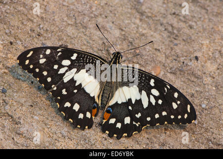 Calce comune Butterfly (Papilio demoleus), prigionieri Emsland, Bassa Sassonia, Germania Foto Stock