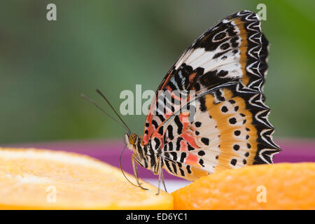 Leopard Lacewing (Cethosia cyane), prigionieri Emsland, Bassa Sassonia, Germania Foto Stock