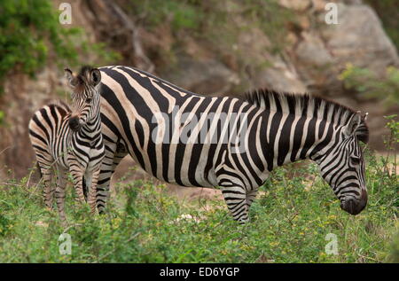 La madre e il puledro pianure zebra, Equus quagga, in the Golden Gate Highlands National Park, Drakensberg Mountains, Sud Africa Foto Stock