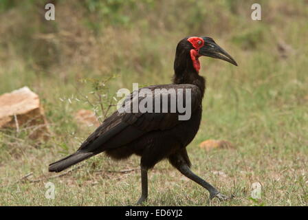 Maschio Ground-Hornbill meridionale nel Parco Nazionale di Kruger, Sud Africa Foto Stock