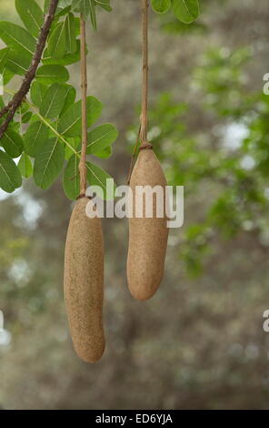 Struttura di salsiccia Kigelia africana nella frutta; Kruger National Park, Sud Africa Foto Stock