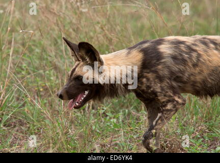 Cane selvatico, Lycaon pictus, parte di una confezione in appoggio dopo alimentazione; Kruger National Park, Sud Africa Foto Stock