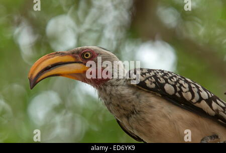 Southern Yellow-fatturati hornbill, Tockus leucomelas, nel Parco Nazionale di Kruger, Sud Africa Foto Stock