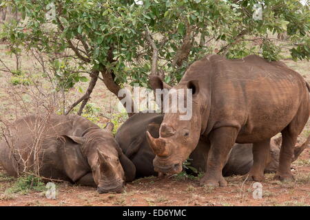 Rinoceronti Bianchi, Ceratotherium simum (sud) Gara di riposo in ombra nel Parco Nazionale di Kruger, Sud Africa Foto Stock